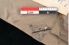Foto (Detailansicht) von Banisteria carniolica Ettingshausen (NHMW-GEO-2024-0188-8023)